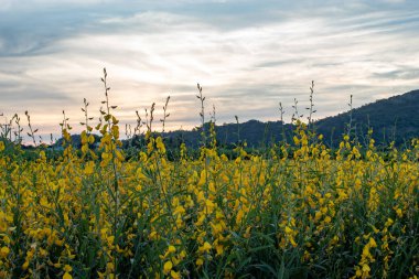 Sarı Crotalaria juncea L. çiçek arka plan dağlar ve günbatımı ışığı.