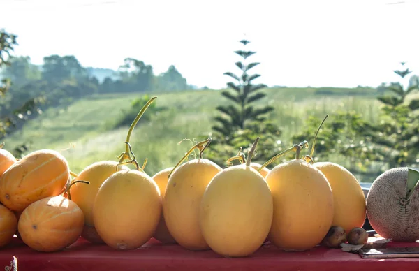 Amarillo Melón Sobre Mesa Los Árboles Verdes Fondo — Foto de Stock