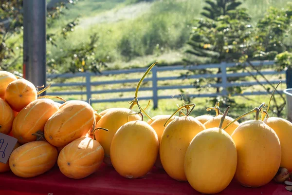 Amarillo Melón Sobre Mesa Los Árboles Verdes Fondo — Foto de Stock