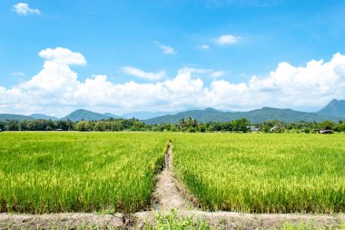 Ağaçlar ve dağlar parlak gökyüzü üzerinde.