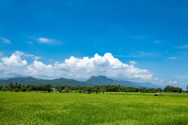 Ağaçlar ve dağlar parlak gökyüzü üzerinde.