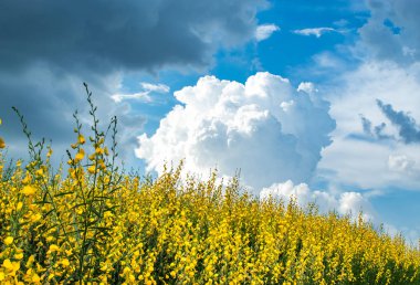 Crotalaria juncea L. çiçek parlak mavi gökyüzü ile sarı.