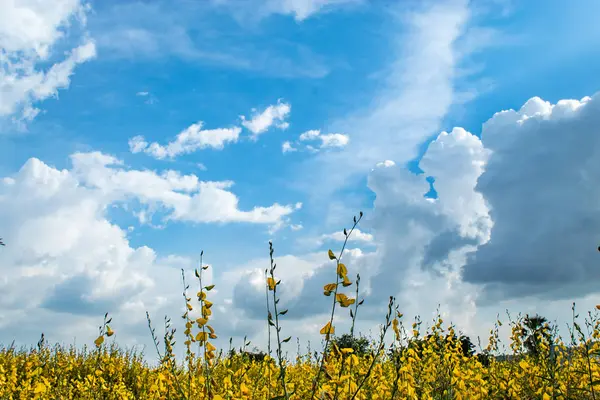 Crotalaria juncea L. çiçek parlak mavi gökyüzü ile sarı.