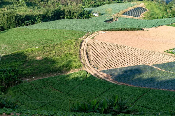 Zemědělská Půda Vegetace Kopcích Severního Thajska — Stock fotografie