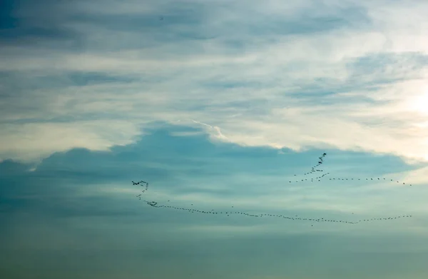Vogelschwärme Fliegen Den Himmel — Stockfoto
