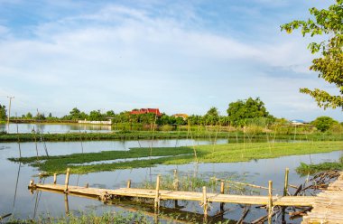 Kanal köprüden bambu.