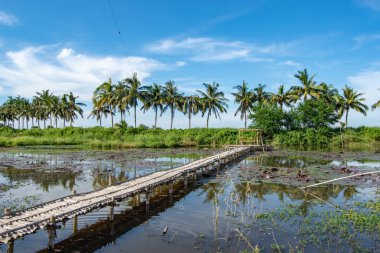 Bambu geçit ve bambu kulübe gölet üzerinde.