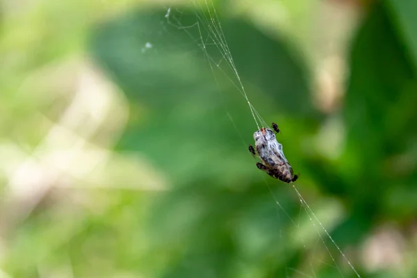 Bir Örümcek Ağı Üzerinde Kapana Böcekler — Stok fotoğraf