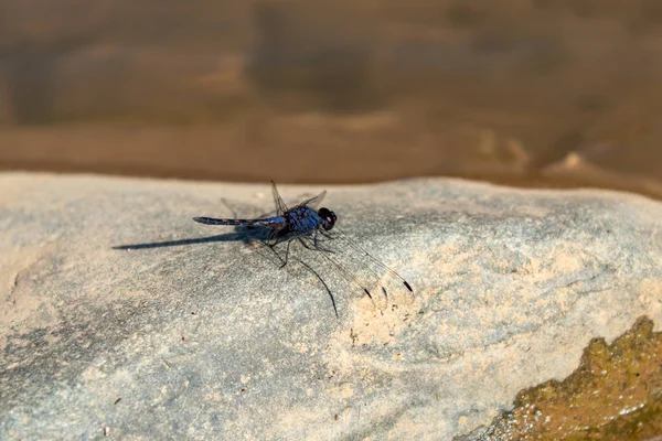 Blue Dragonfly Rock Stream — Stock Photo, Image