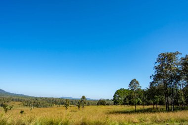 Çayır ve Mulk Salaeng Luang, Tayland: Phetchabun, ağaçlar.