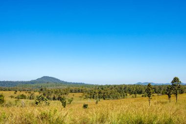 Çayır ve Mulk Salaeng Luang, Tayland: Phetchabun, ağaçlar.
