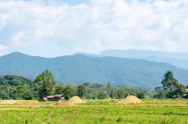 Kırsal alanlara Paddy arka plan Dağları ve ağaçları.