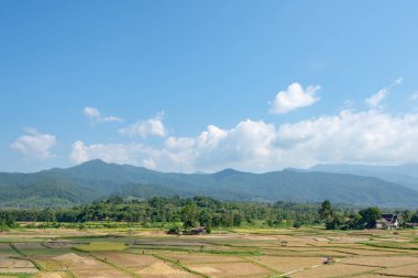 Kırsal alanlara Paddy arka plan Dağları ve ağaçları.