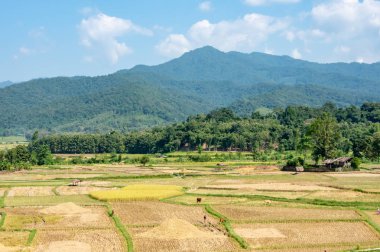 Kırsal alanlara Paddy arka plan Dağları ve ağaçları.