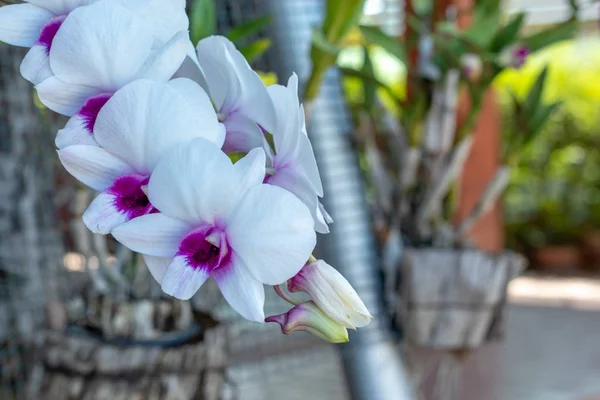 Die Schönheit Der Weißen Orchidee Garten — Stockfoto