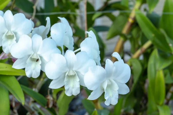 Krásy Bílých Orchidejí Zahradě — Stock fotografie