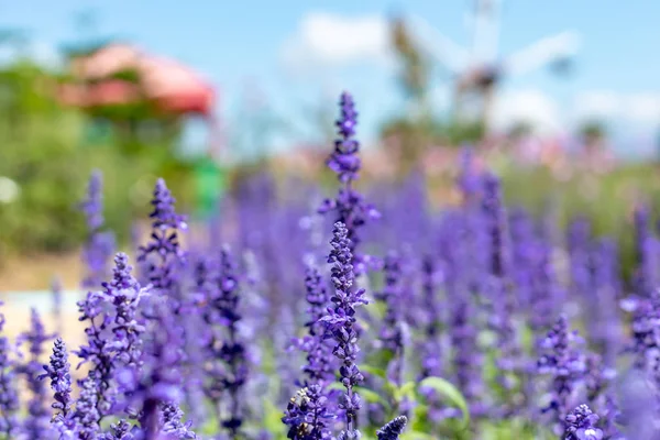 紫色の花と明るい青空の美しさ — ストック写真