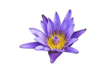 beyaz zemin üzerinde mor lotus çiçeği.