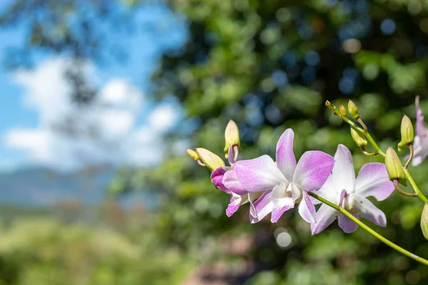 Bahçedeki Güzel Pembe Çiçekler — Stok fotoğraf