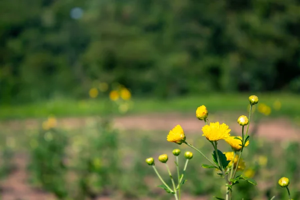 Fleurs Jaunes Chrysanthème Gaden — Photo