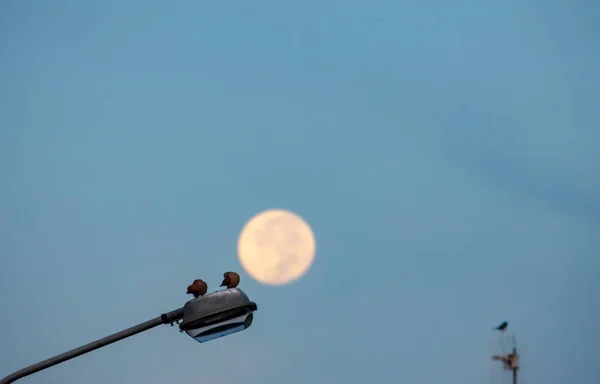 Colombes Sur Lampadaire Matin Avec Fond Une Pleine Lune — Photo