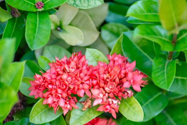 Güzel Rad Mahs Bahçesinde Küçük Çiçekli — Stok fotoğraf