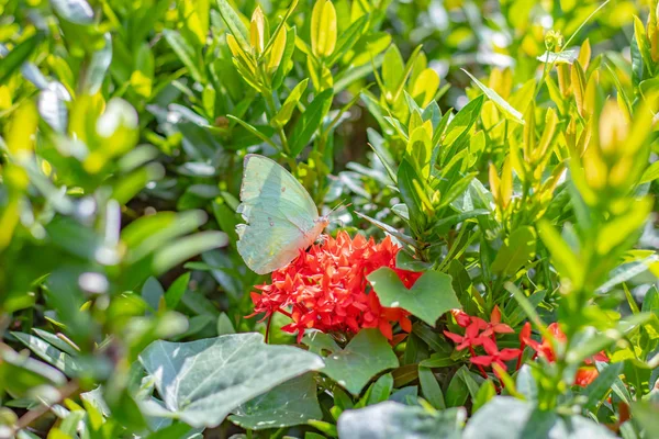 Kırmızı mahs çiçek bahçesinde üzerinde sarı kelebek. — Stok fotoğraf