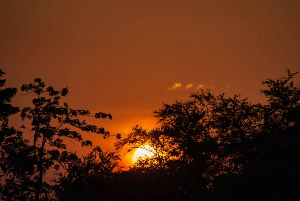 Краса Заходу Сонця Деревом Помаранчевим Небом — стокове фото