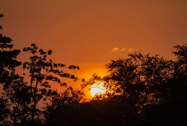 Bellezza Tramonto Dietro Albero Cielo Arancione — Foto Stock