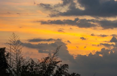 Sunrise sabah bulutlar ve bambu ağaçları ile ışığı.