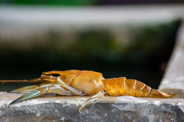 Garnalen Rivierkreeft Dood Het Cement — Stockfoto