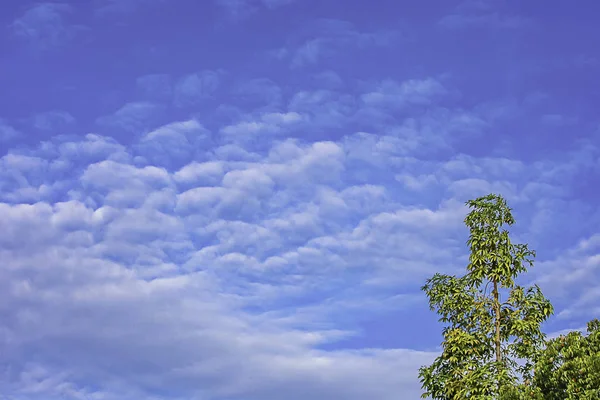 Keindahan langit dengan awan dan pohon hijau . — Stok Foto