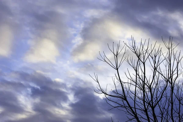 Skönheten Himlen Med Moln Och Träd — Stockfoto