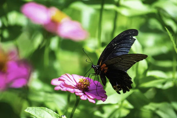 Black Butterfly Pink Zinnia Bright Colors Garden — Stock Photo, Image