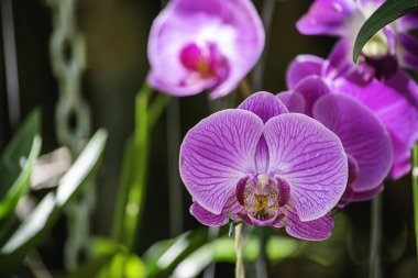 Bahçedeki güzel pembe orkide.