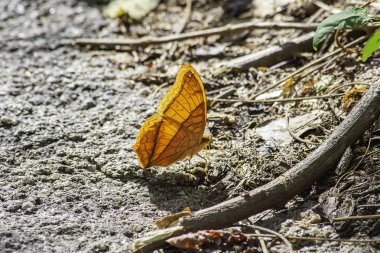 Turuncu kelebek buzlu güzel desenleri ile.
