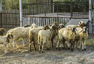 Çim ve sabah güneşi çit koyun.