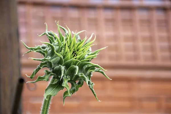 Girassóis Helianthus Annuus Espera Florescer — Fotografia de Stock