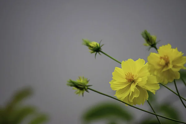Żółty Kwiat Lub Wedelia Trilobata Hitchc Ogrodzie — Zdjęcie stockowe