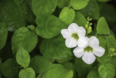 Beyaz çiçekler arka plan yeşil yaprak üzerinde su damlaları