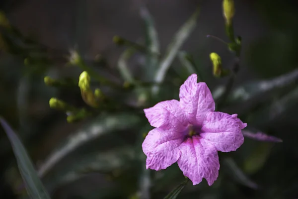 Pink Flower Ruellia Squarrosa Fenzi Cufod Garden — Stock Photo, Image