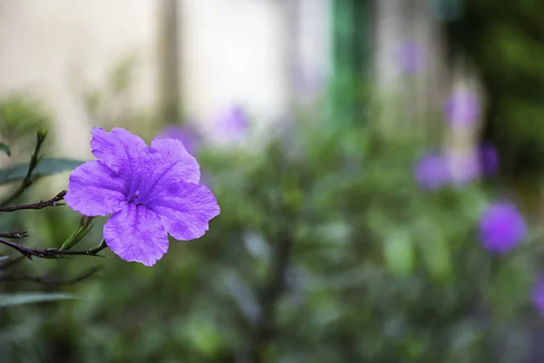 Fioletowy Kwiat Lub Ruellia Squarrosa Fenzi Cufod Ogrodzie — Zdjęcie stockowe