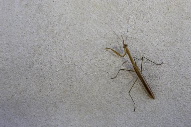 Çimento duvarlar üzerinde kahverengi çekirge.