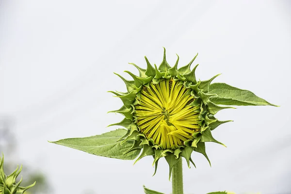 Solrosor Eller Helianthus Annuus Trädgården — Stockfoto