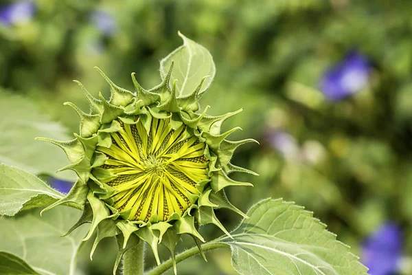 Slunečnice Nebo Helianthus Annuus Zahradě — Stock fotografie
