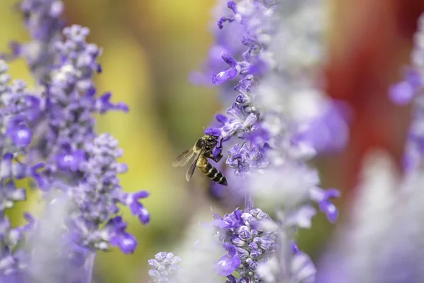 紫の花や庭でラベンダー油に蜂 — ストック写真