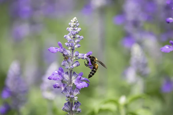 Biene Auf Lila Blüten Oder Lavandula Angustifolia Garten — Stockfoto