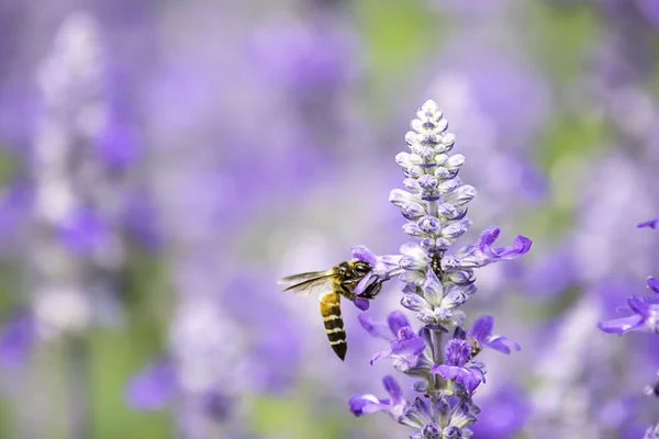 在花园里的紫色花朵或薰衣草上的蜜蜂 — 图库照片