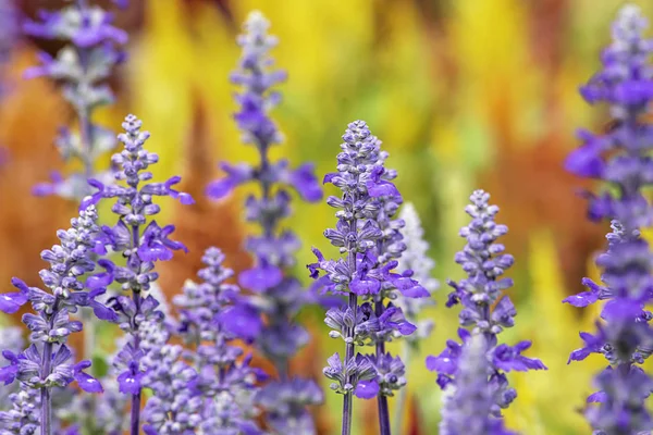 紫の花や庭でラベンダー油の美しさ — ストック写真