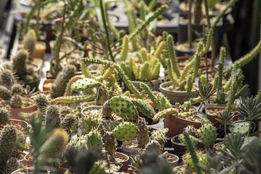 Birçok küçük kaktüs için dekoratif bitki masada.
